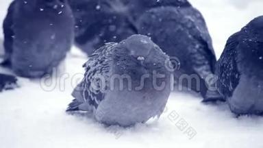 灰鸽子坐在雪上，在<strong>寒冷的寒冷的冬天</strong>，在下雪<strong>的</strong>时候